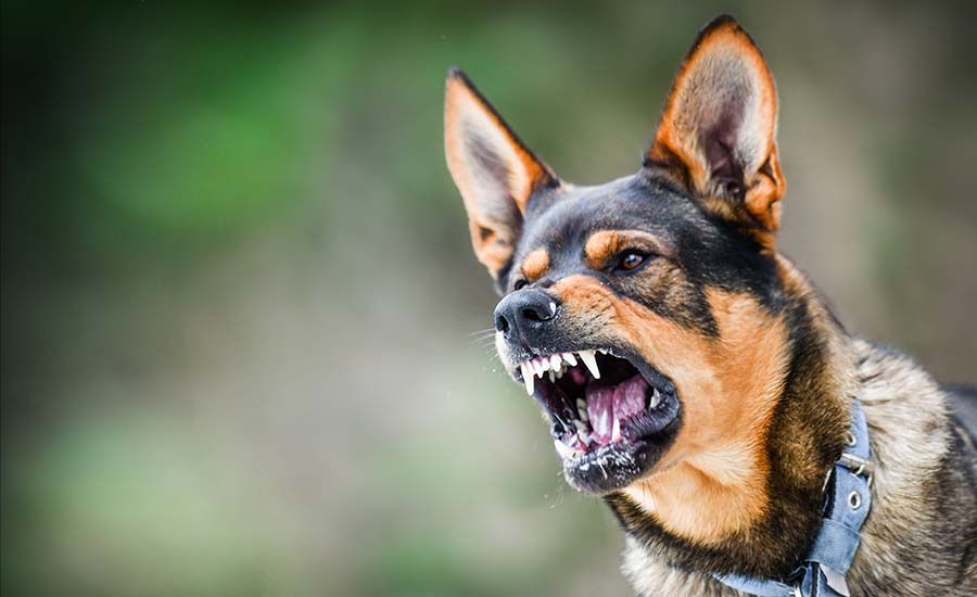 Council bites back in disputed dangerous dog declaration